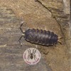 ISOPOD